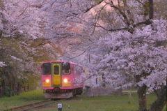 夕景～桜トンネル