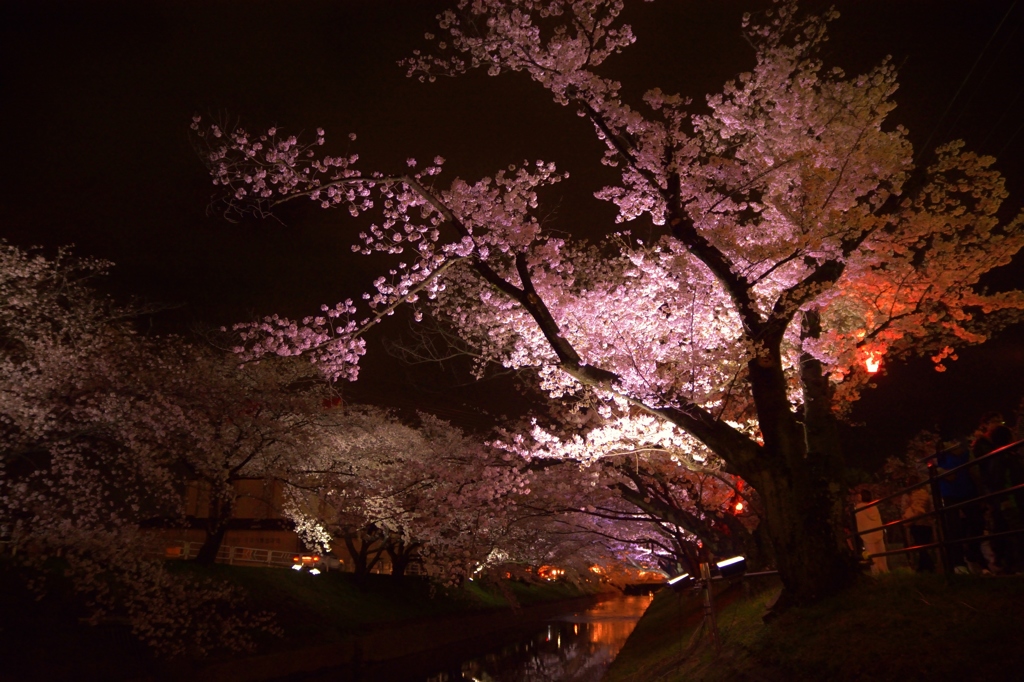 川沿いの桜並木