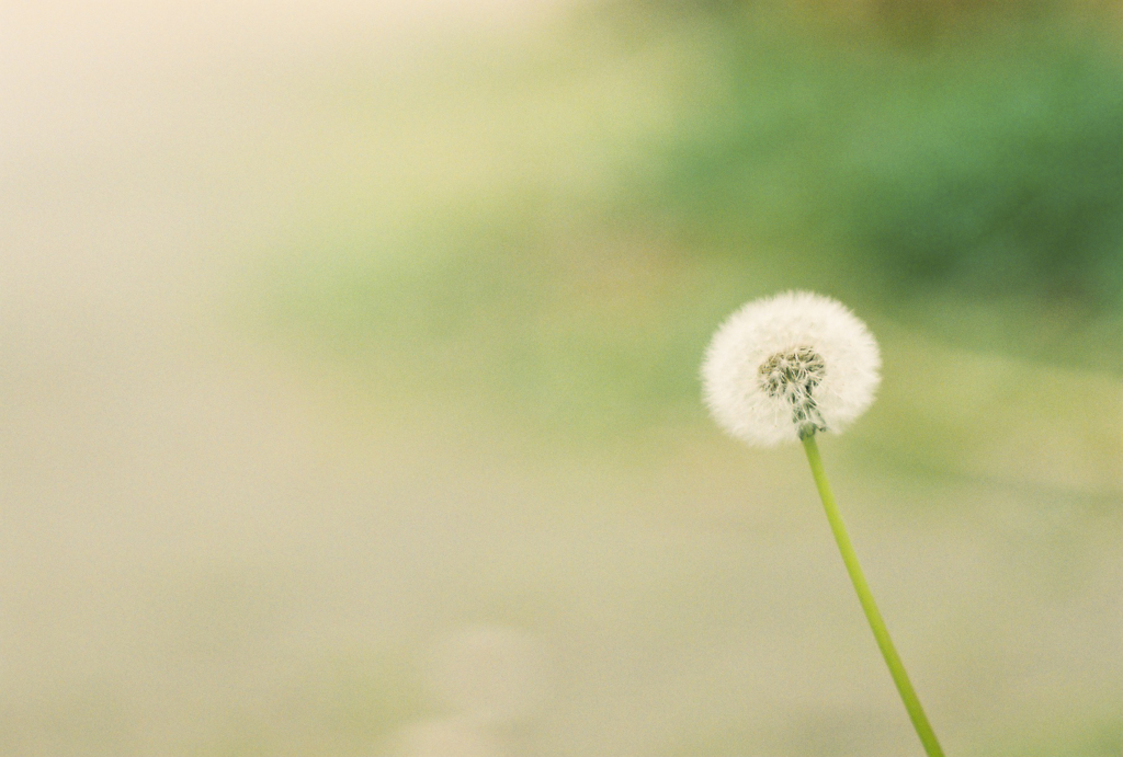 dandelion