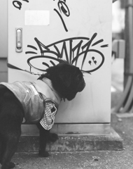 pug's street style(monochrome ver)