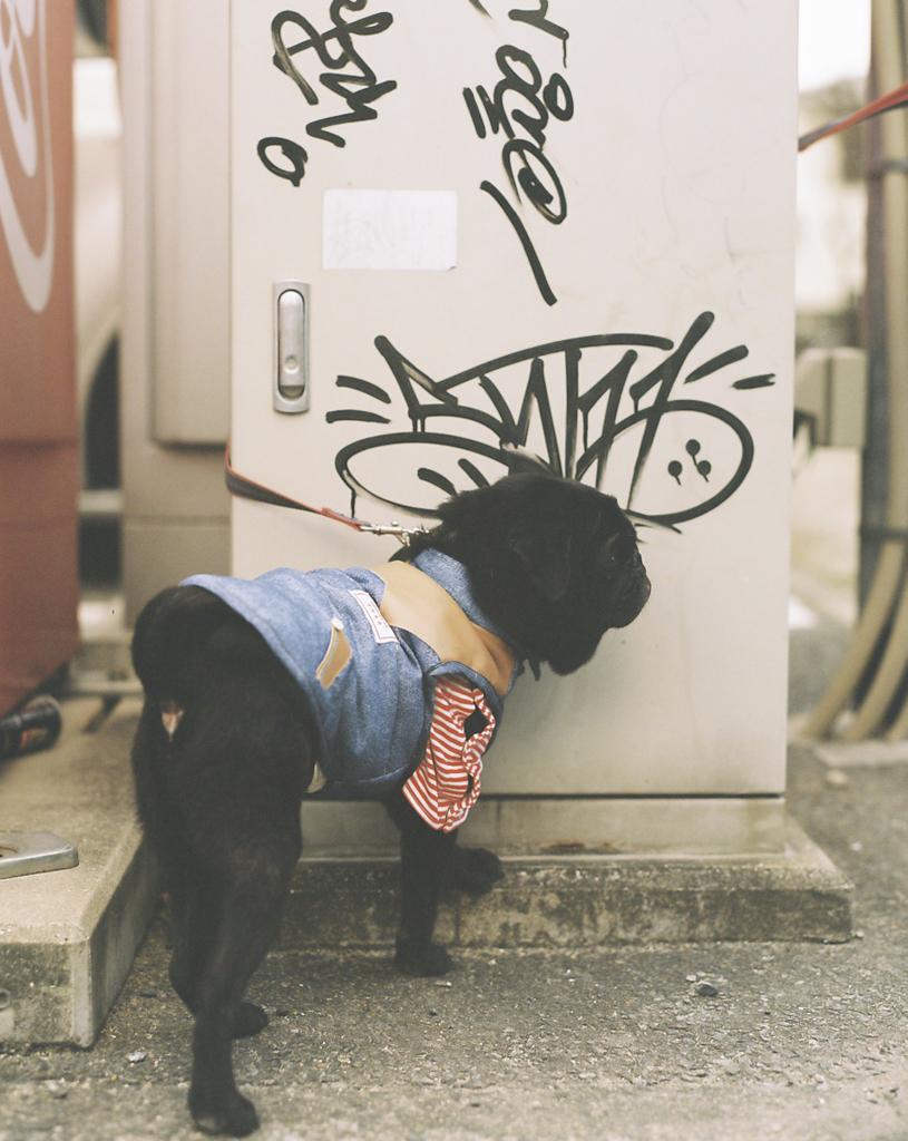 pug's street style