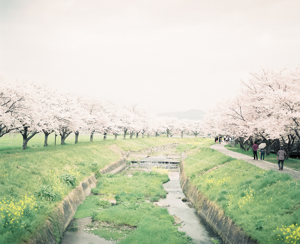 The season of cherry blossoms