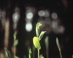 Magical plants