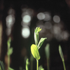 Magical plants