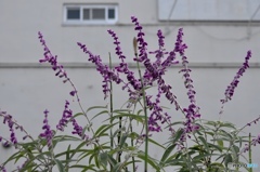 道草