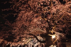 しだれ桜　満開