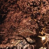 しだれ桜　満開