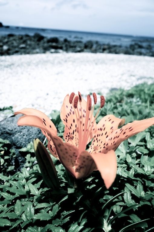 海岸の花