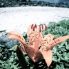 海岸の花