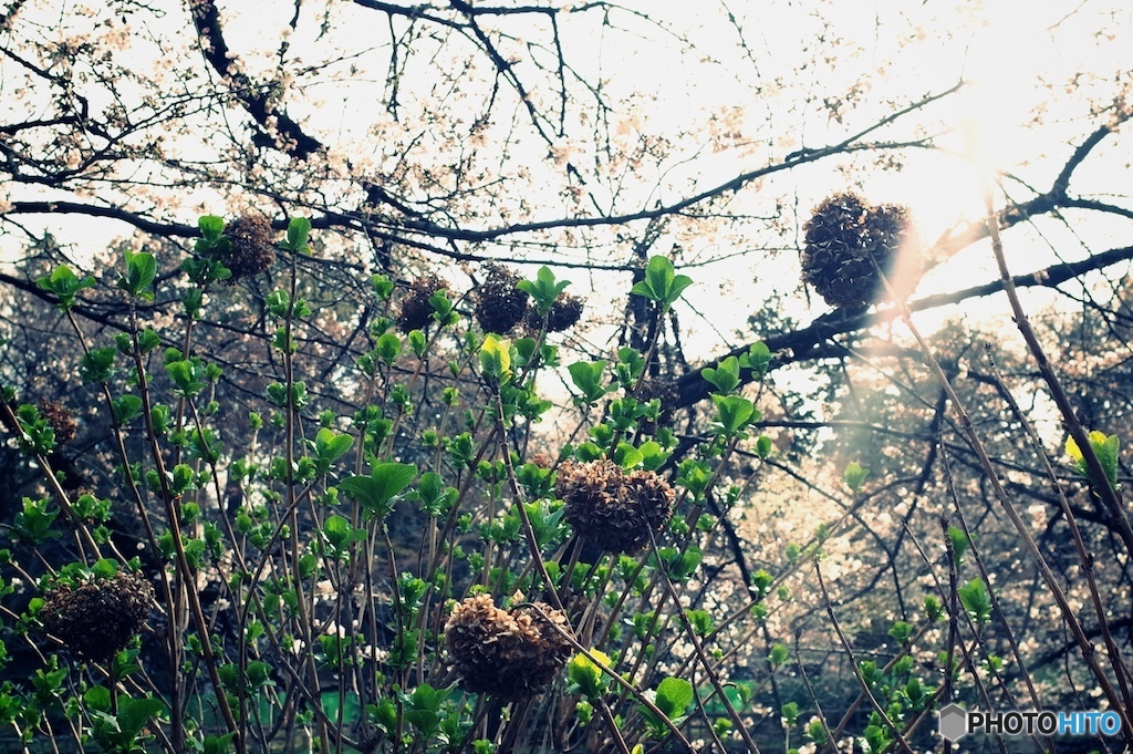 桜の後の出番を待つ花