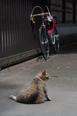 猫とランドナー