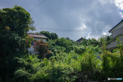 街中の植物