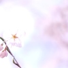桜さくら