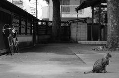 猫とランドナー２