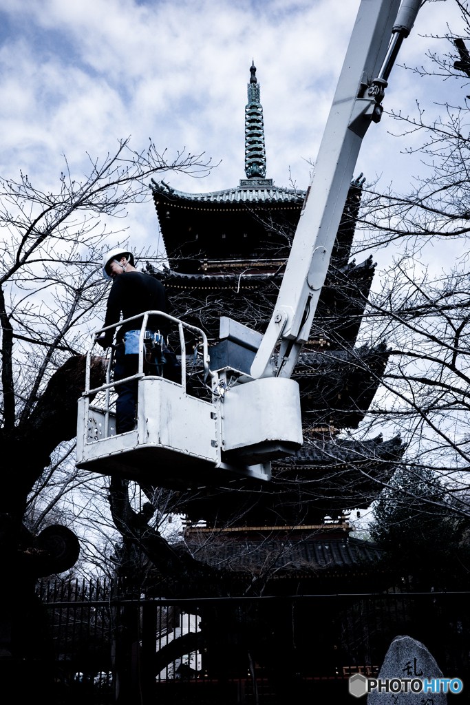 剪定中