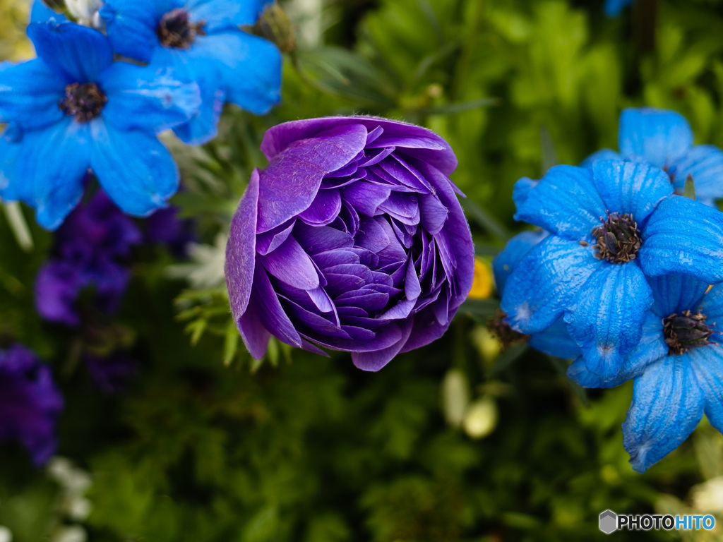 purple