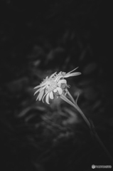 華