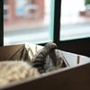 ねむり猫