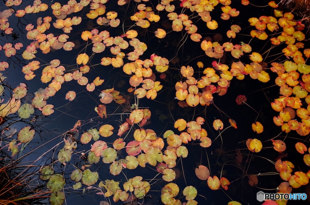 尾瀬　紅葉