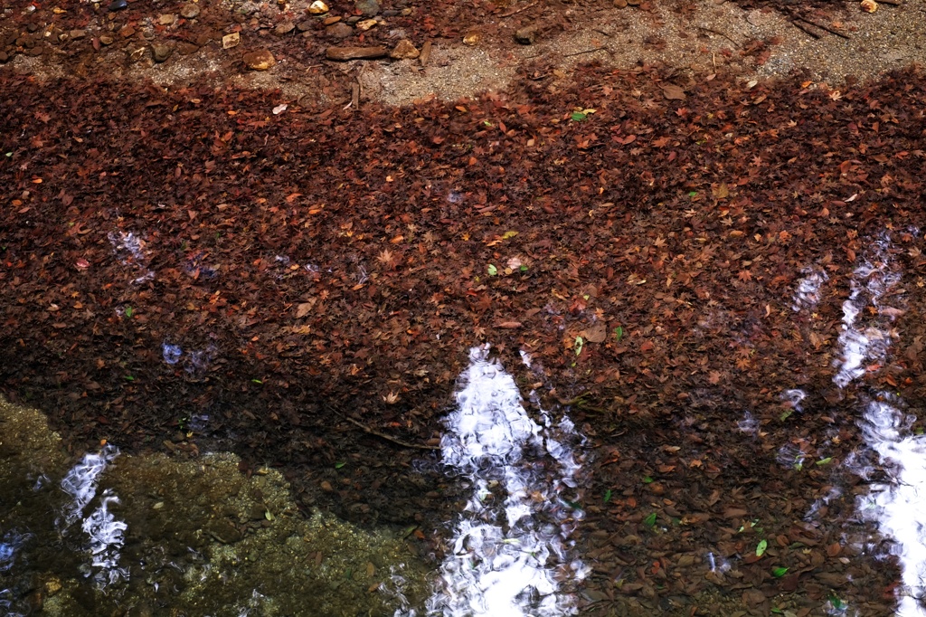 水中の紅葉
