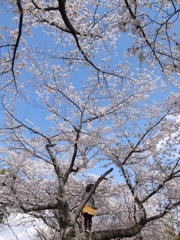 桜さくら