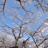 桜さくら