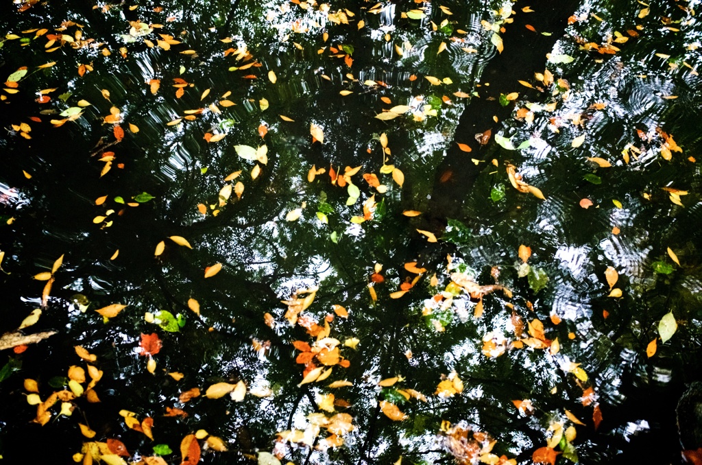 水面と落ち葉