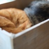 ねむり猫