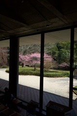 桜のある庭
