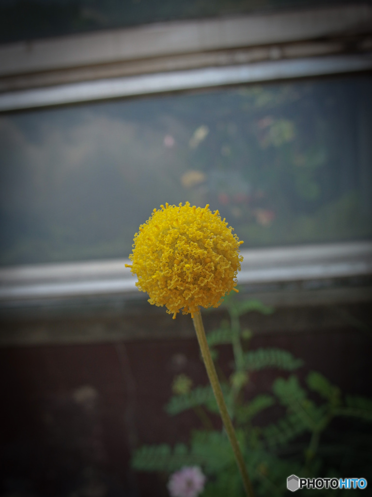 黄色い花