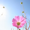 空とハナ