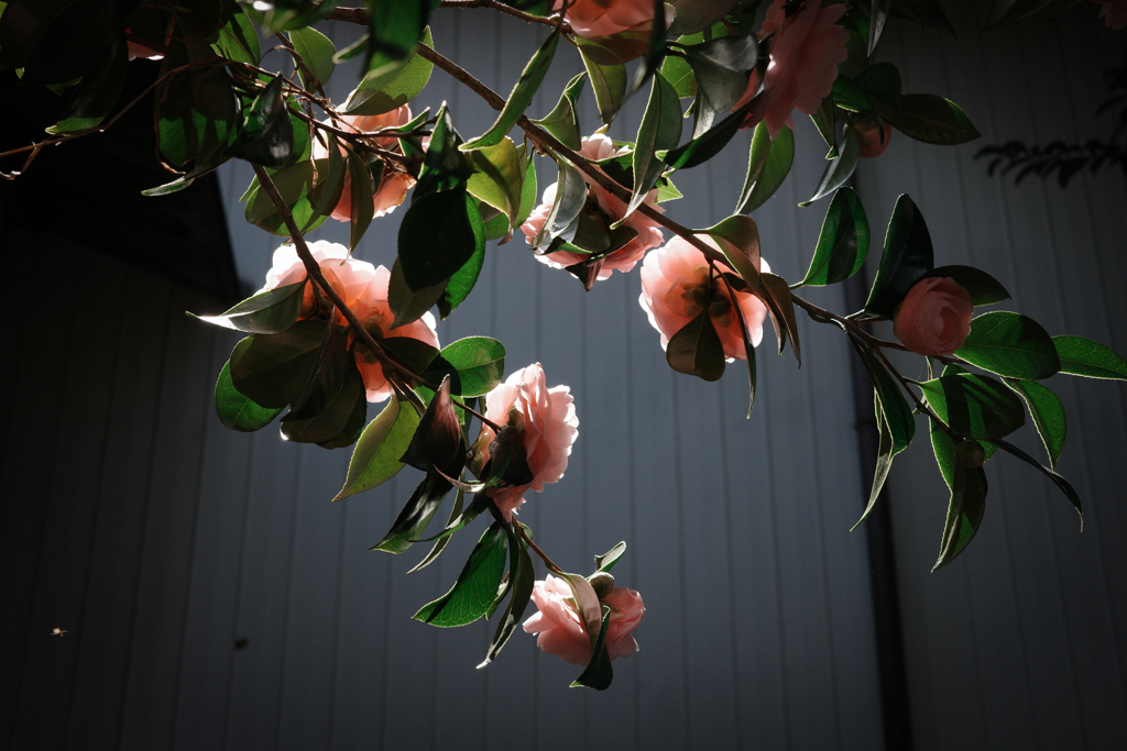 通りすがりに見つけたもの