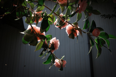 通りすがりに見つけたもの