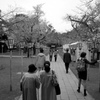 三島大社　桜