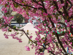 富士と桜