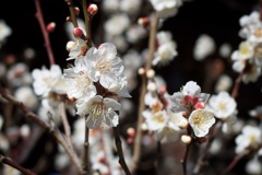 季節の花