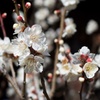 季節の花