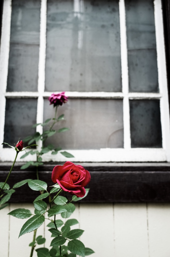 赤いばらと白い窓