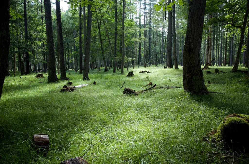 再会の森