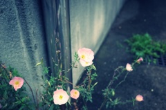 路上の元気