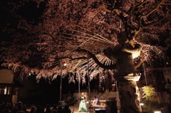 夜の音楽会　しだれ桜