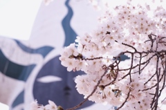 桜さくら