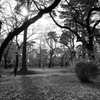 冬の公園