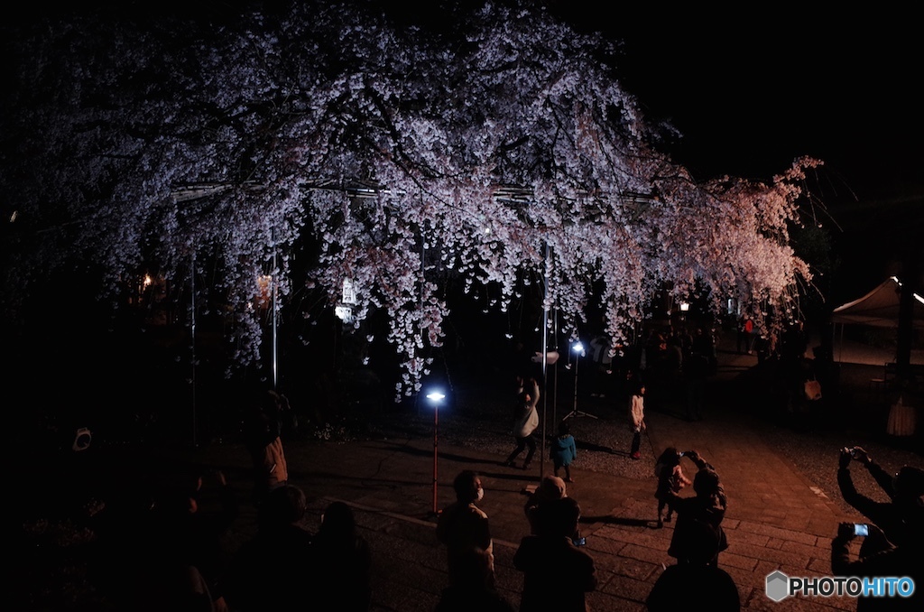 しだれ桜