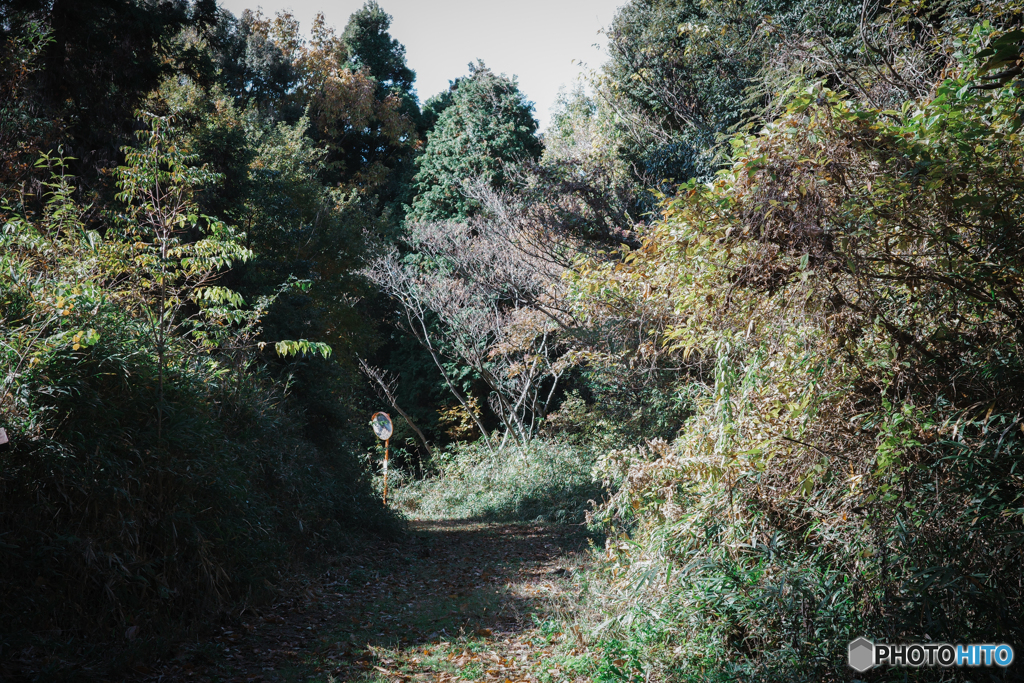 林道