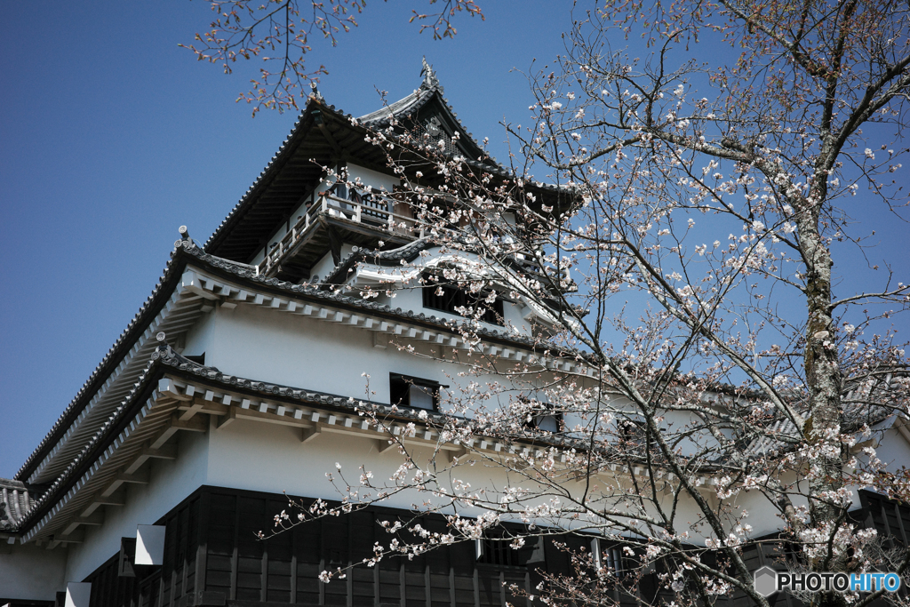 桜の季節