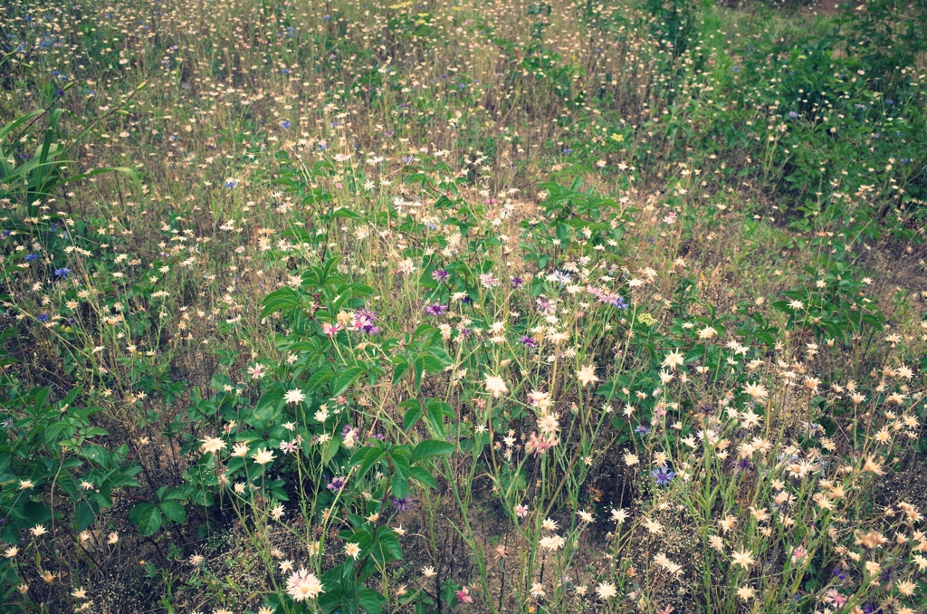 空き地の園