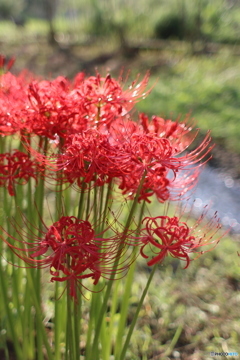 曼珠沙華