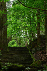 杉と石階段