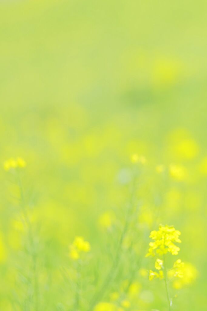 菜の花のメルヘン